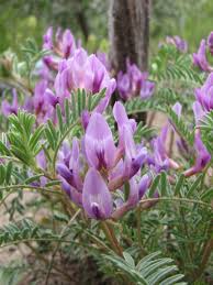 <p>Astragalus</p>